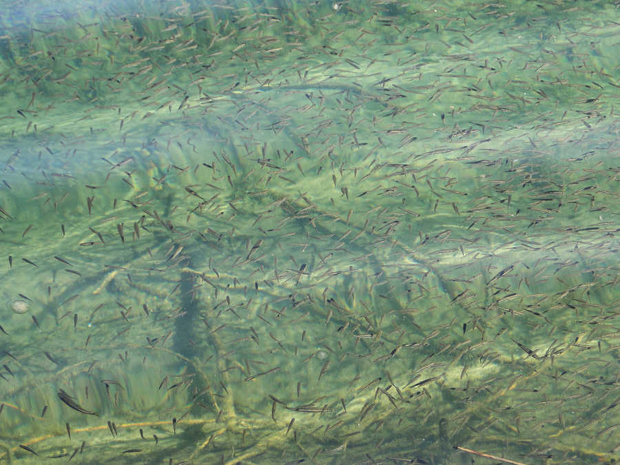 Fische in Ufernähe im Almsee