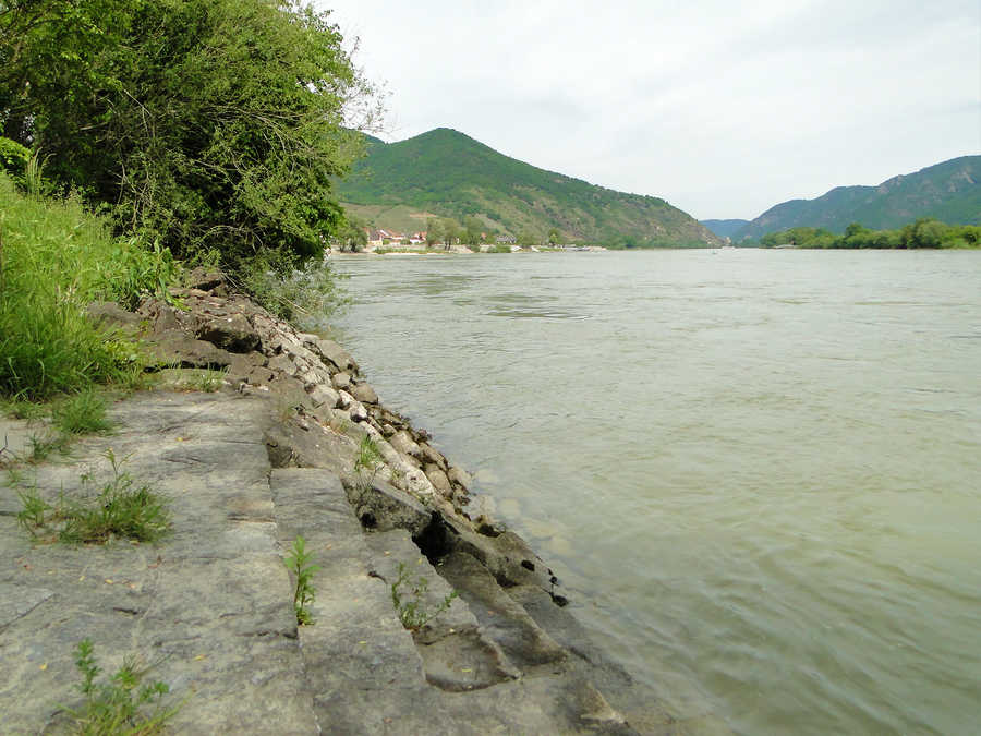 Die Donau oberhalb von Spitz
