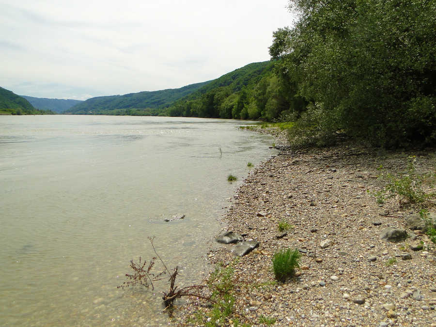 Schotterbank im Revier Aggsbach - Spitz