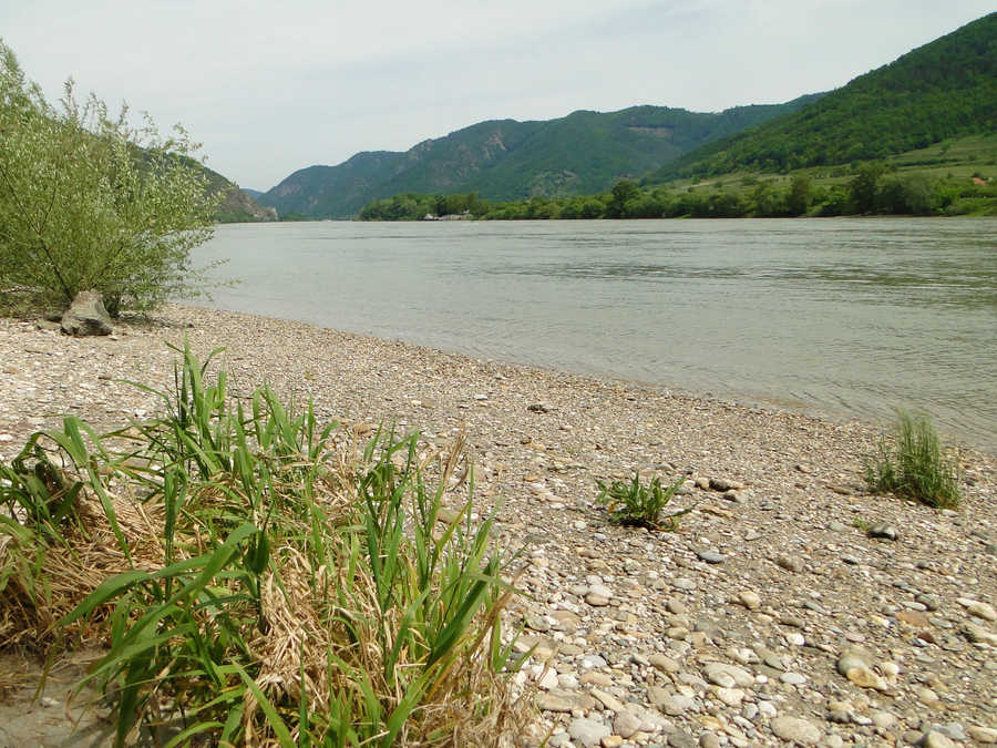 Donaustrom bei Spitz an der Donau - linkes Ufer