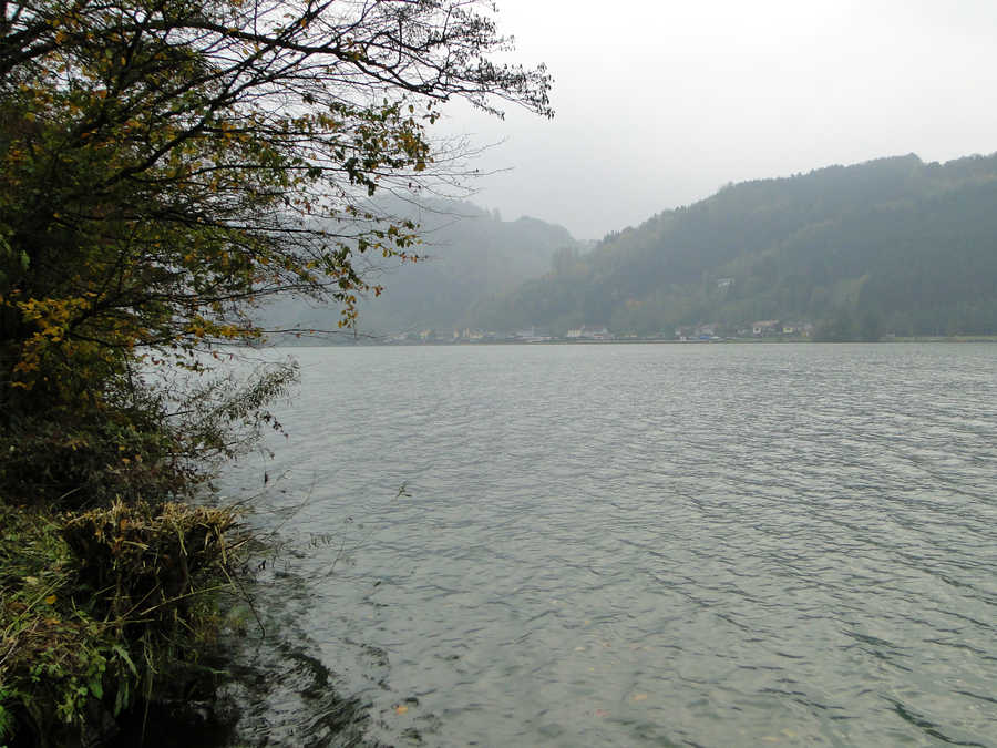 Donau - obere Reviergrenze - an der Landesgrenze Niederösterreich / OÖ