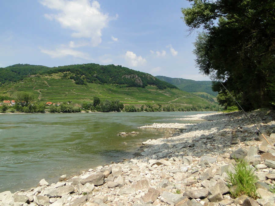 Fischen in der Wachau