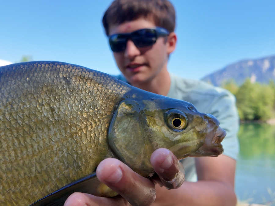 Schöne Brachse aus der Drau