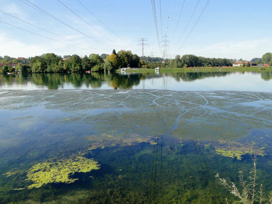 Enns oberhalb des KW Mühlrading - Ufer in Niederösterreich