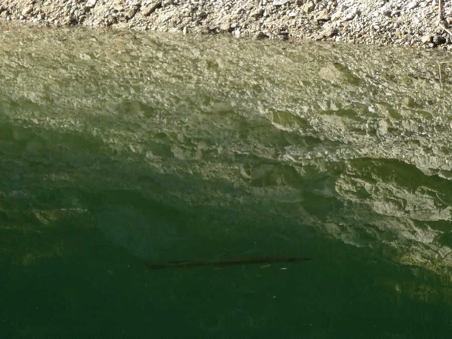 Hecht im Erlaufstausee