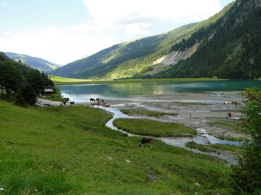 Finkausee - Abendstimmung mit vielen Kühen