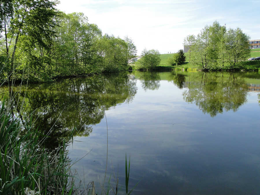 Fischteich in Hagenberg