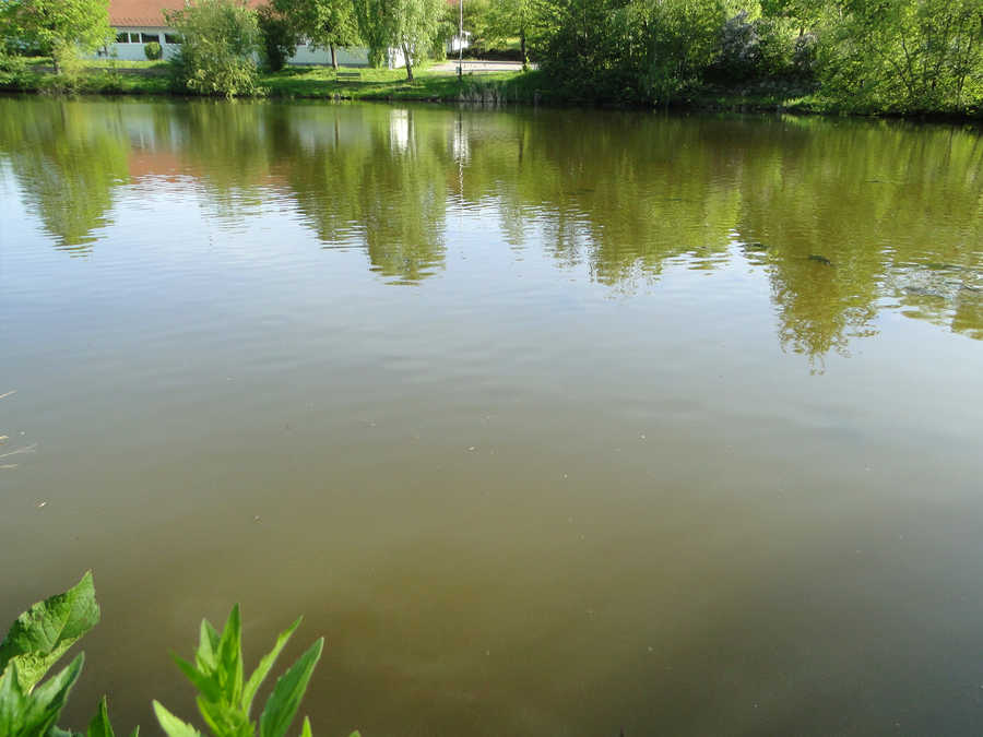 Karpfen im Fischteich Hagenberg