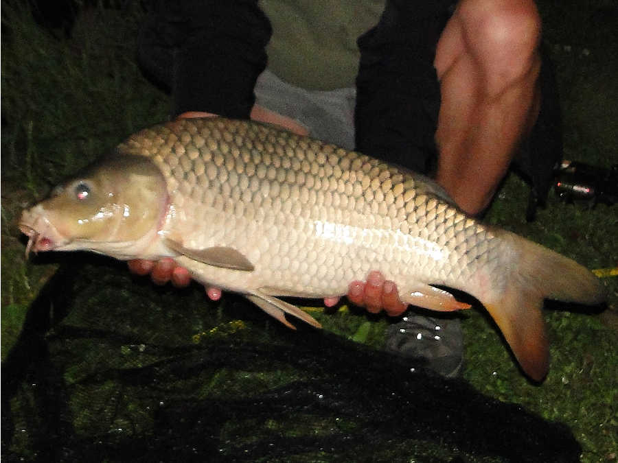 Karpfen beim Nachtangeln am Fischteich Rotenturm