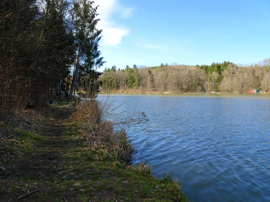 Fischteich Rotenturm - schattiges Südufer im Wald