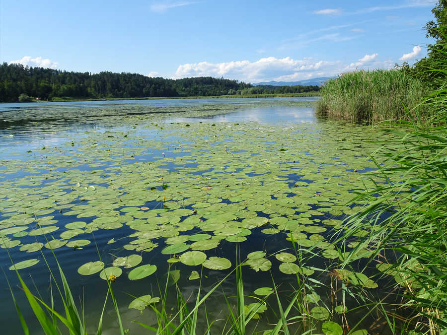 Gösselsdorfer See