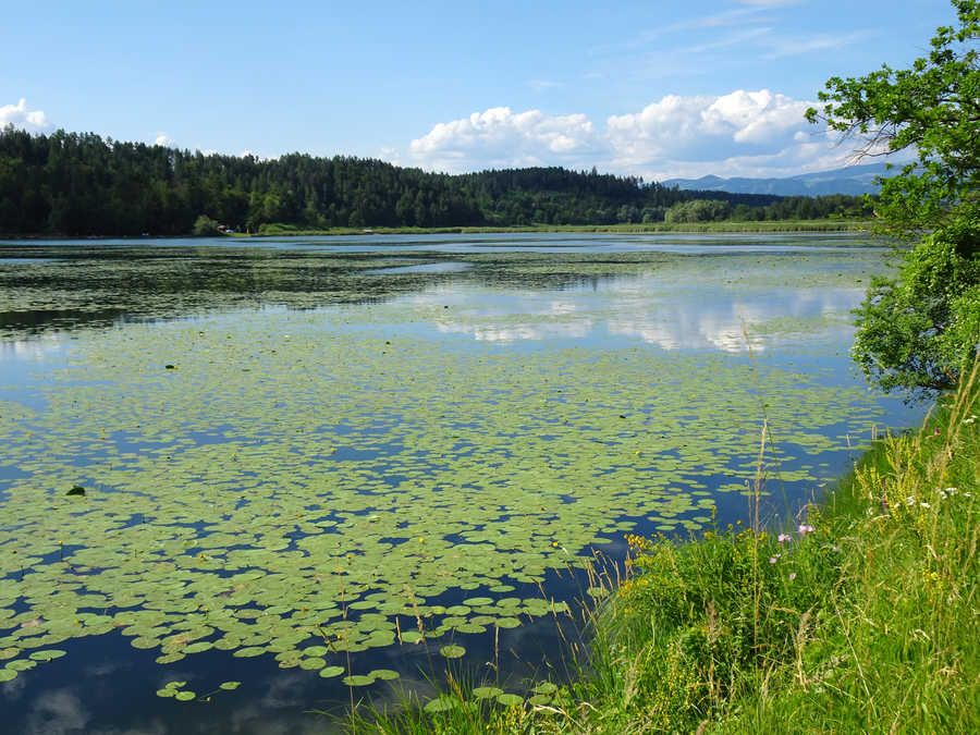 Der Gösselsdorfer See im Sommer.