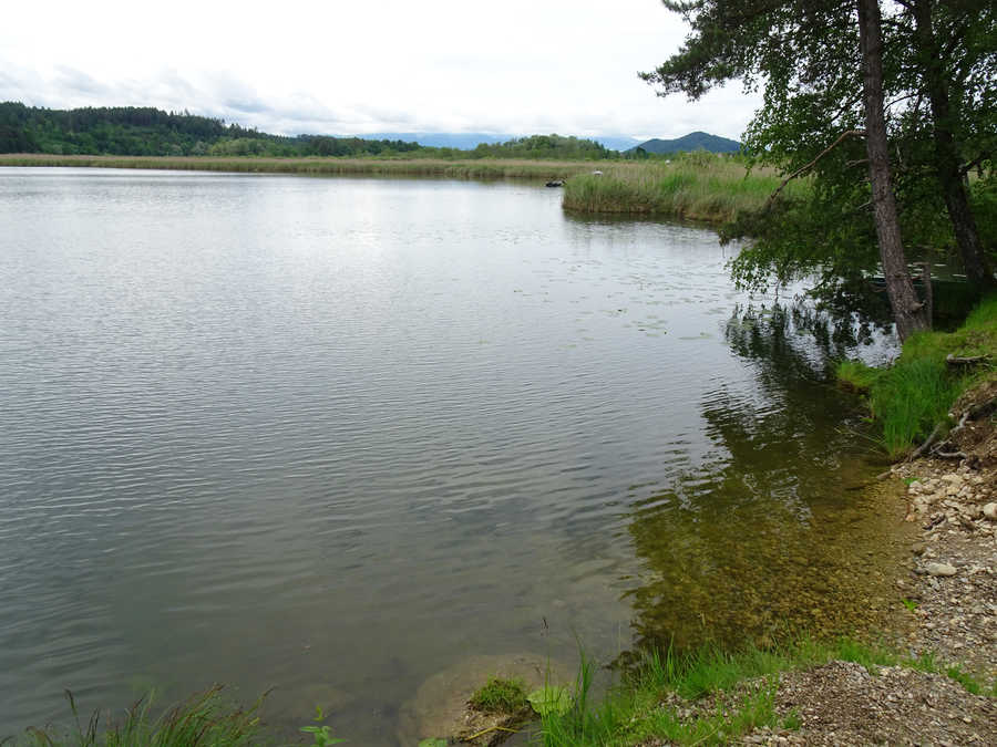 Gösselsdorfer See Ostufer - Blick in Richtung Nordwest