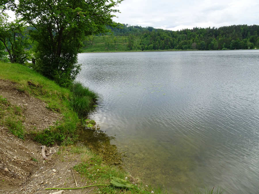 Gösselsdorfer See Ostufer - Blick in Richtung Süden