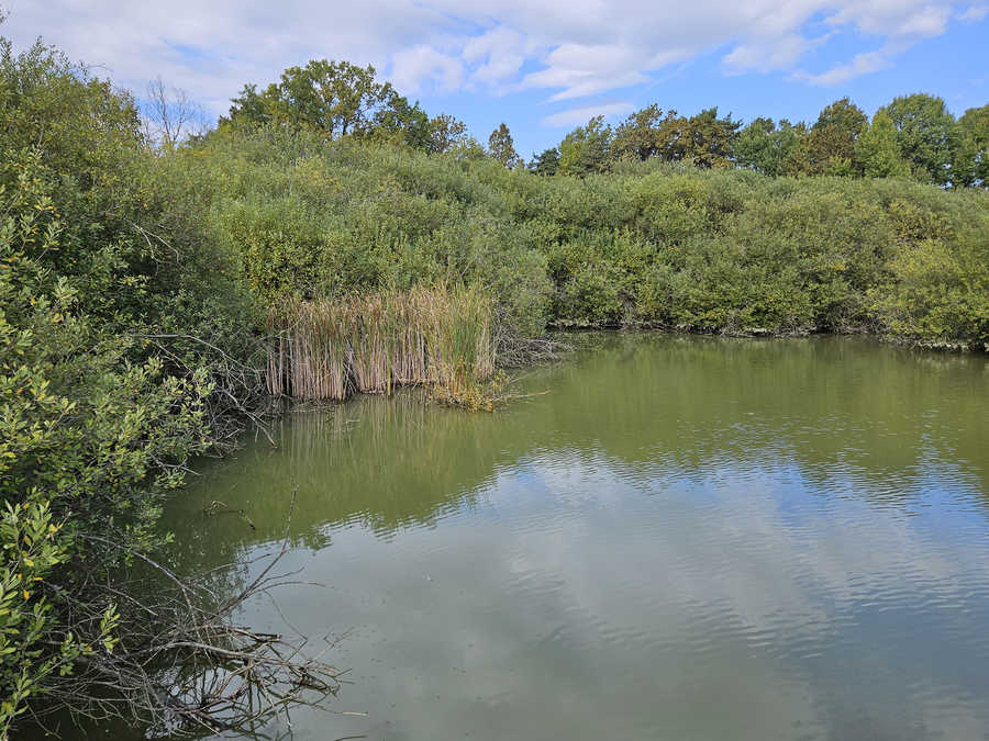 Naturteich Großhart - naturbelassenes Ufer