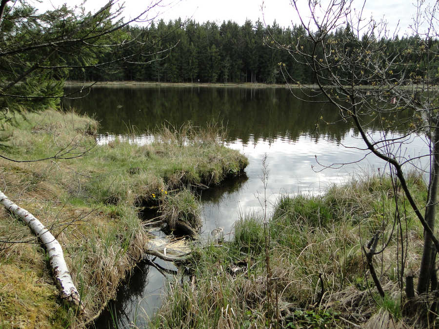 Der Himmelteich im Waldviertel