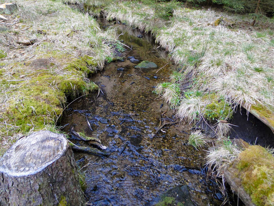 Waldquellen versorgen den Himmelteich mit frischem Wasser