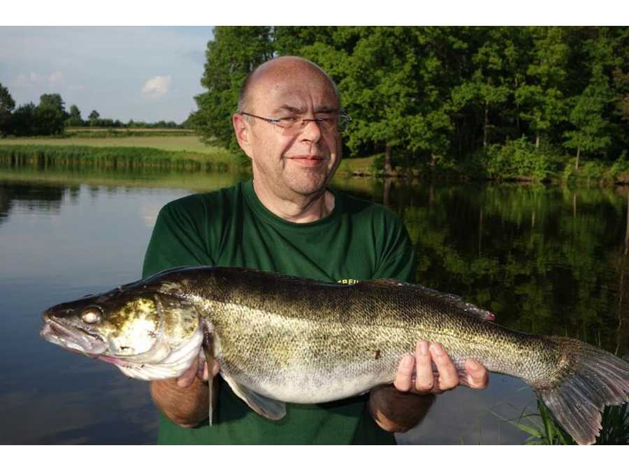 es werden regelmäßig Zander mit +80cm gefangen