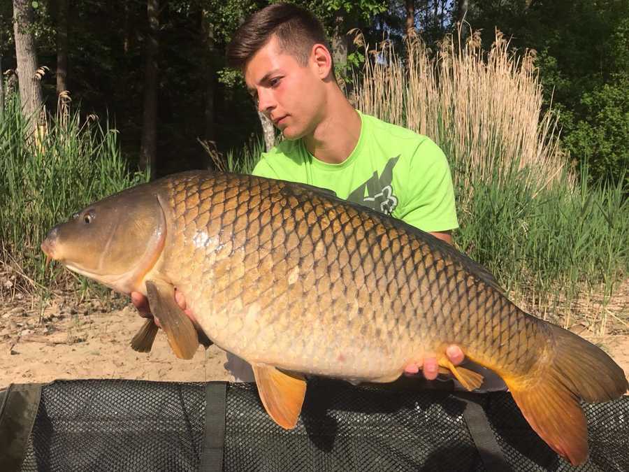 es gibt einige Großkarpfen bis zu 20kg