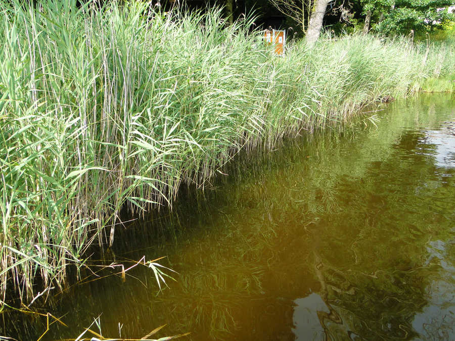 Der Holzöstersee ist ein Moorsee