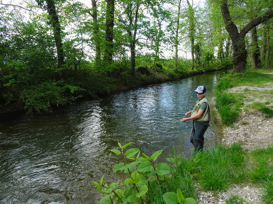 Fliegenfischen an der Leitha