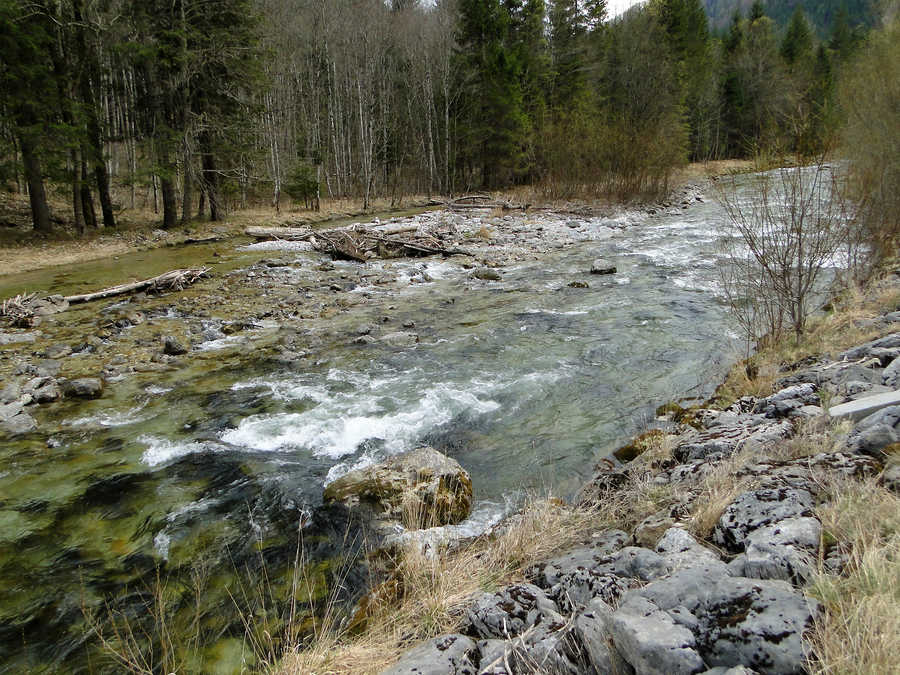 Die Mürz ist hier sehr naturbelassen