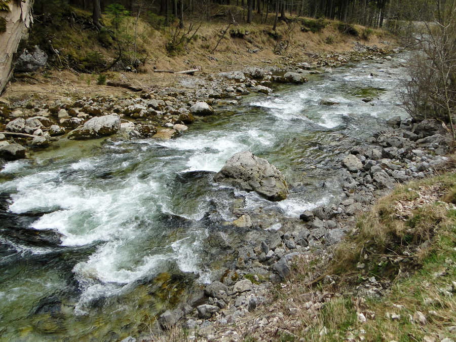 Ideale Bedingungen für Bachforellen in der Mürz