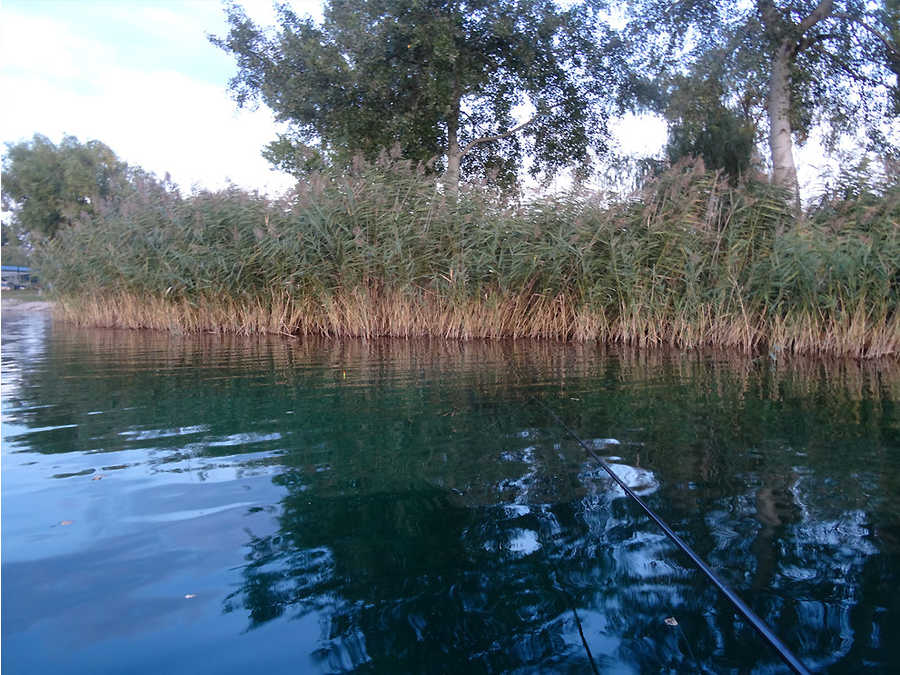 Neufeldersee - Schilf im Uferbereich