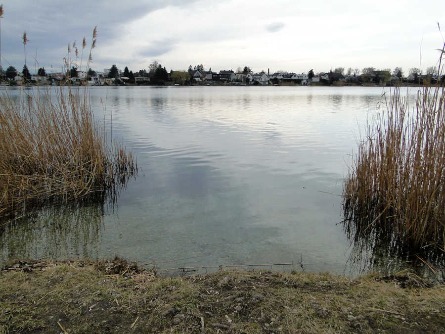 Neufeldersee - Ufer im Frühjahr