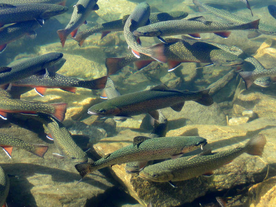 Saiblinge und Forellen im Scheibelsee