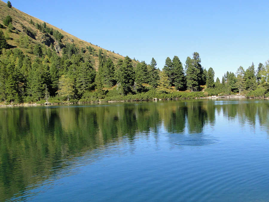 Das Wasser am Scheibelsee ist klar und man sieht Fische rund um den See