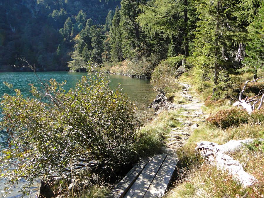 Großer Scheibelsee - Nordufer