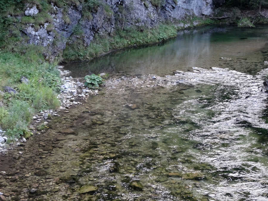 Die Schwarza bietet Gumpen und Fliesstrecken