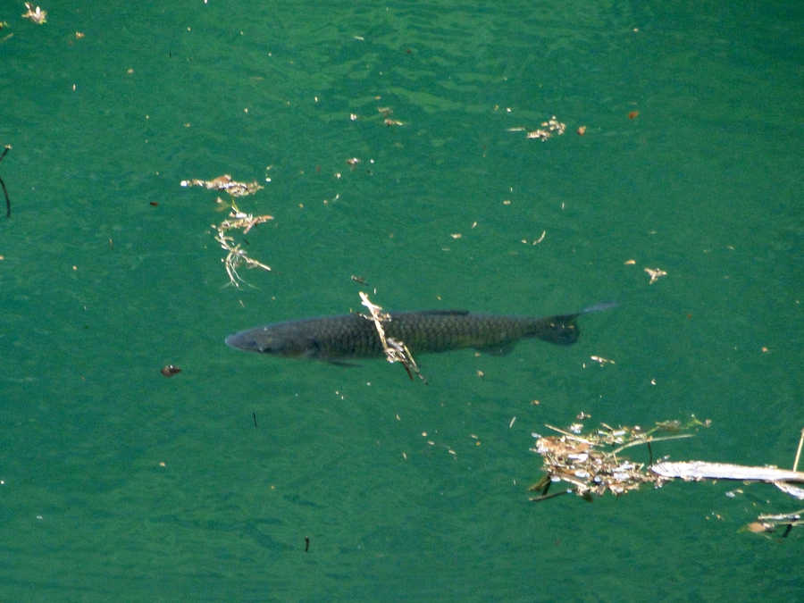 Es gibt auch Karpfen im Stausee Klaus