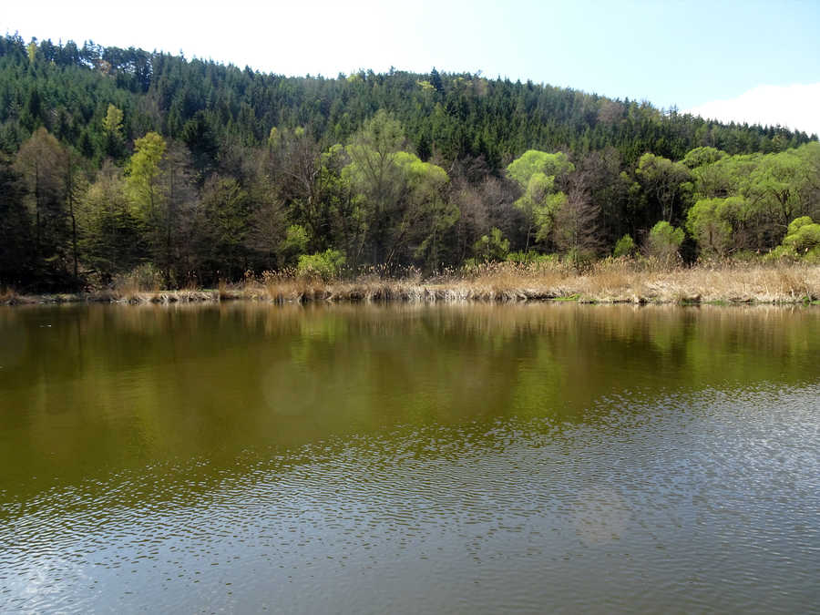 Kronsegger Teich - Blick auf das Schilfgebiet im oberen Bereich