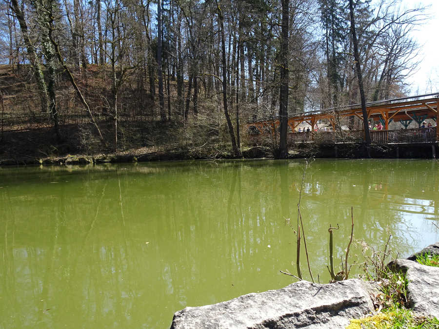 Der Teich ist gut mit Salmoniden besetzt.