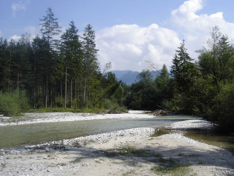 Fliegenfischen in der Torrener Ache