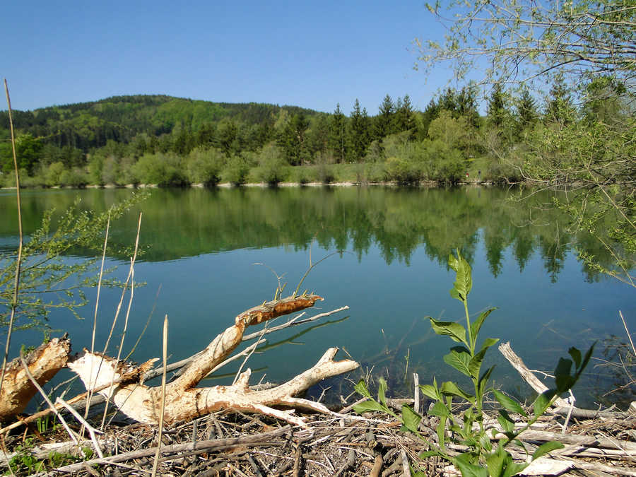 Es gibt auch Biber beim Traisentaler Angelsee