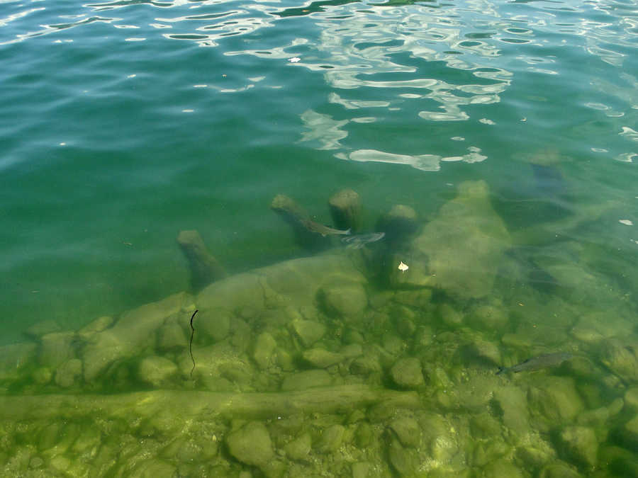 Fische am Zeller See