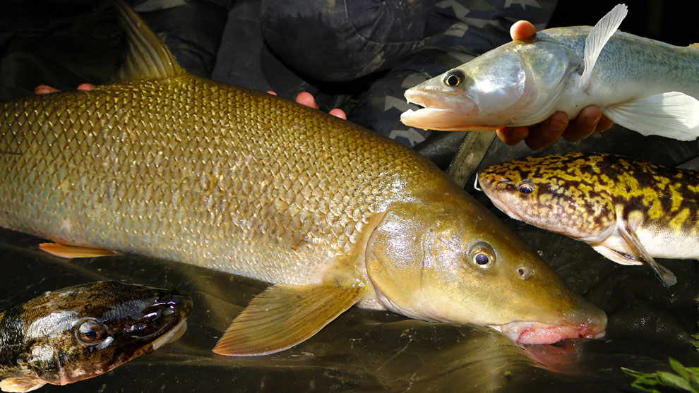 Fischen auf Barbe, Barsch, Karpfen, Zander & Co