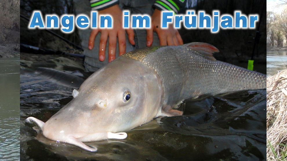 Angeln am Fluss im zeitigen Frühjahr an der Donau