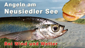 Angeln am Neusiedler See - Fischen bei Wind und Wetter