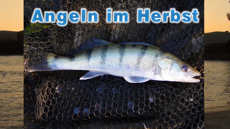 Angeln am Fluss im Herbst - Zander, Wels, Wolgazander + - Fischen an der Donau