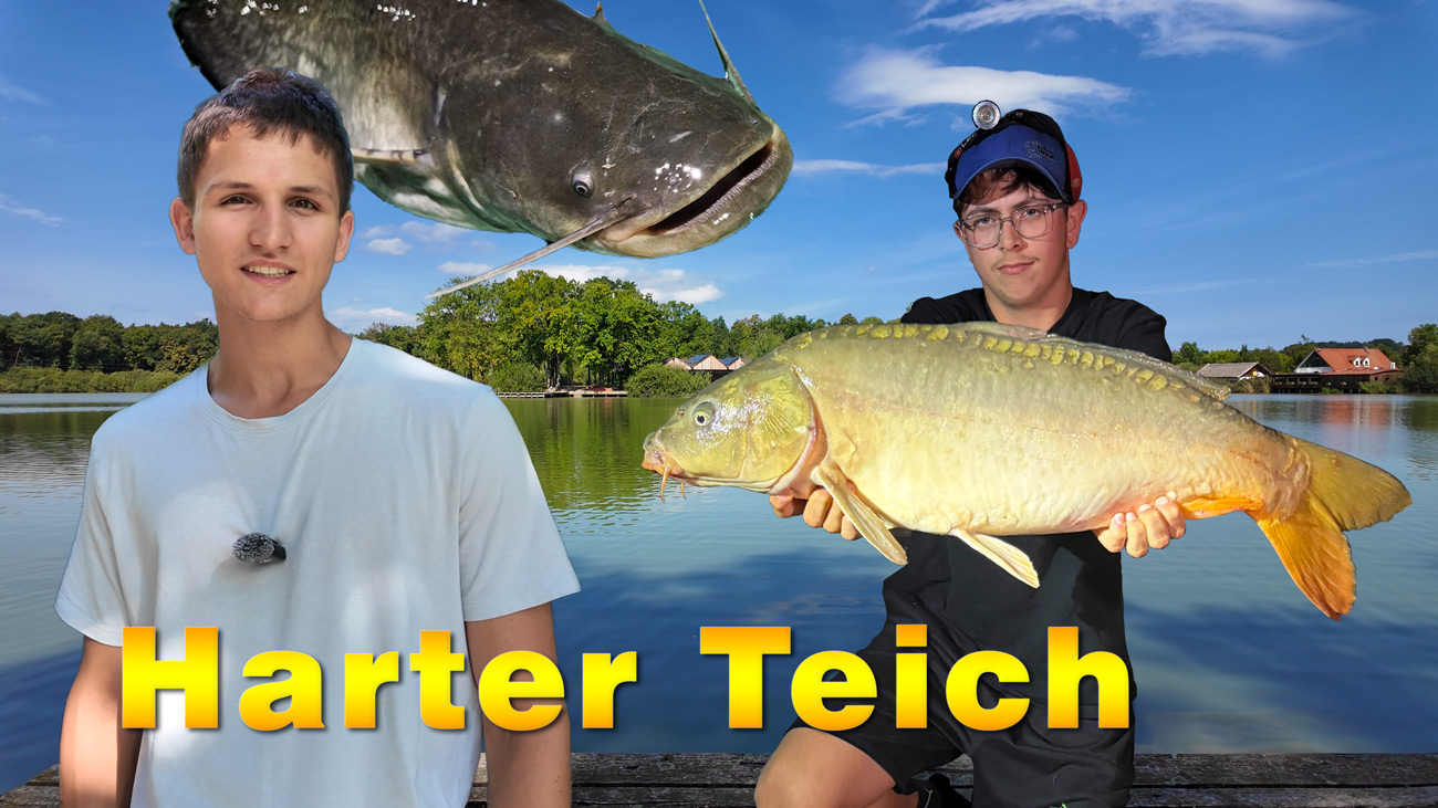 Angeln am Harter Teich auf Karpfen und Wels