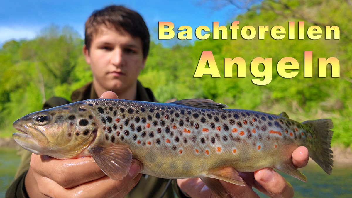 Bachforellen angeln