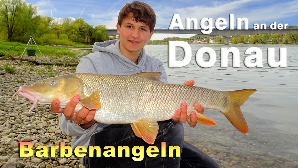 Barbenangeln - Angeln an der Donau