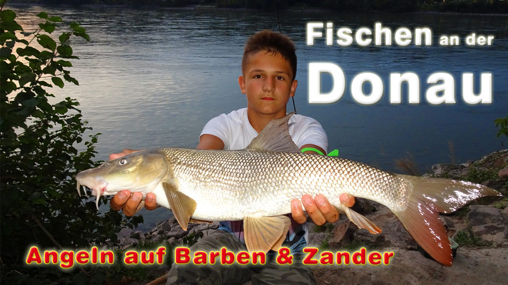 Barbenangeln und Zanderangeln an der Donau