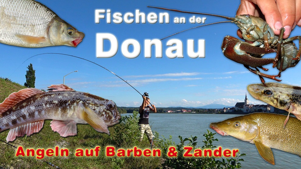 Fischen an der Donau in Persenbeug - Angeln auf Barben und Zander