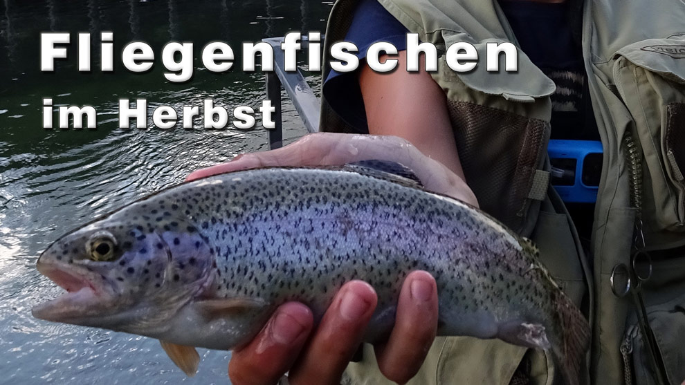  Fliegenfischen im Herbst auf Regenbogenforellen.