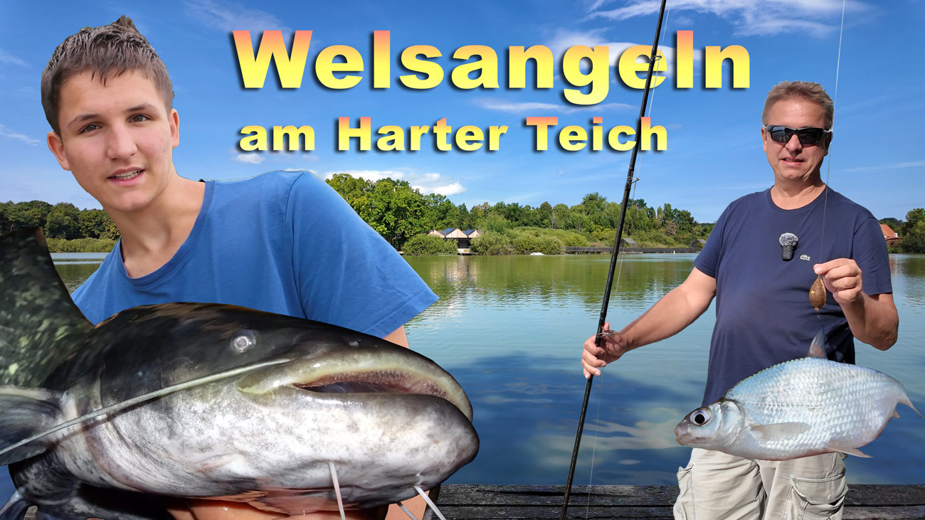 Angeln auf Wels, Karpfen und andere Fische am Harter Teich